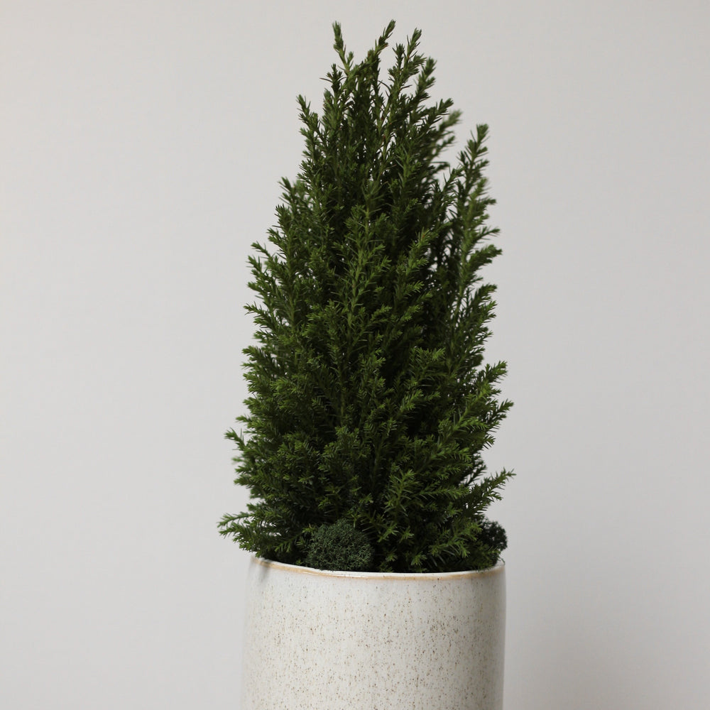 Sunday Blooms Collection | Holiday Edition