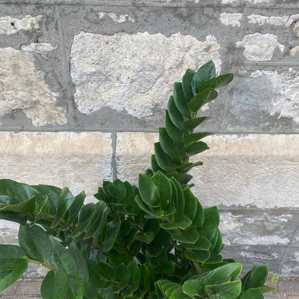
            
                Load image into Gallery viewer, 14&amp;quot; Zamioculcas Zamiifolia (The ZZ Plant)
            
        
