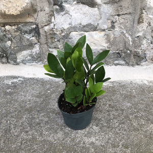 4" ZZ Plant (Zamioculcas Zamiifolia)