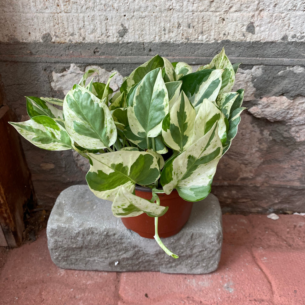 6" Jade and Pearl Pothos