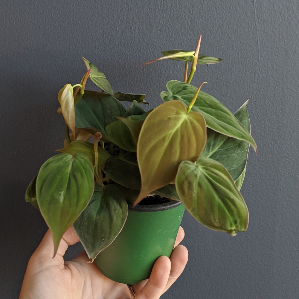 3.5" Philodendron Micans