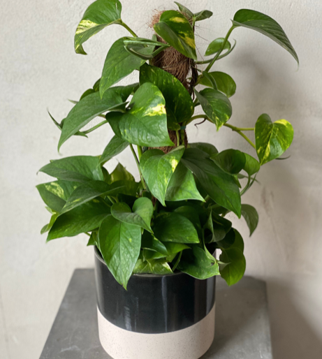 
            
                Load image into Gallery viewer, 6&amp;quot; Pothos Pole Plant
            
        