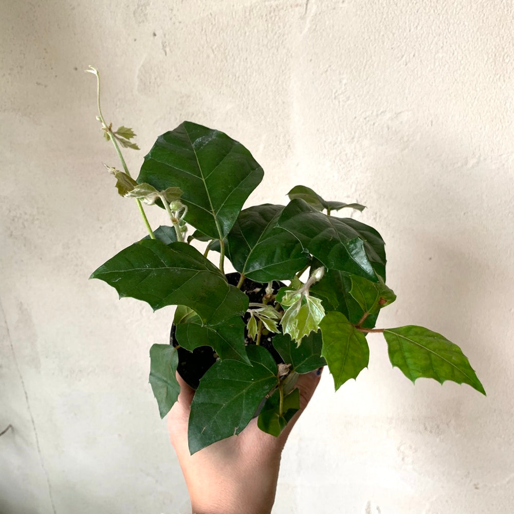 3.5" Grape Ivy