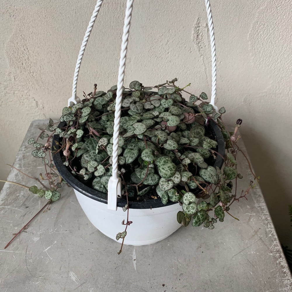6" Ceropegia Woodii - String of Hearts
