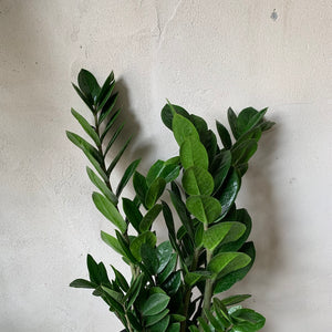 8” Zamioculcas Zamiifolia (The ZZ Plant)