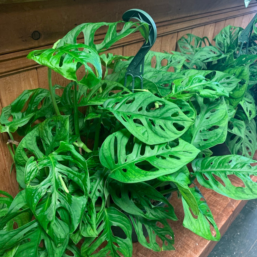 6" Monstera Adansonii