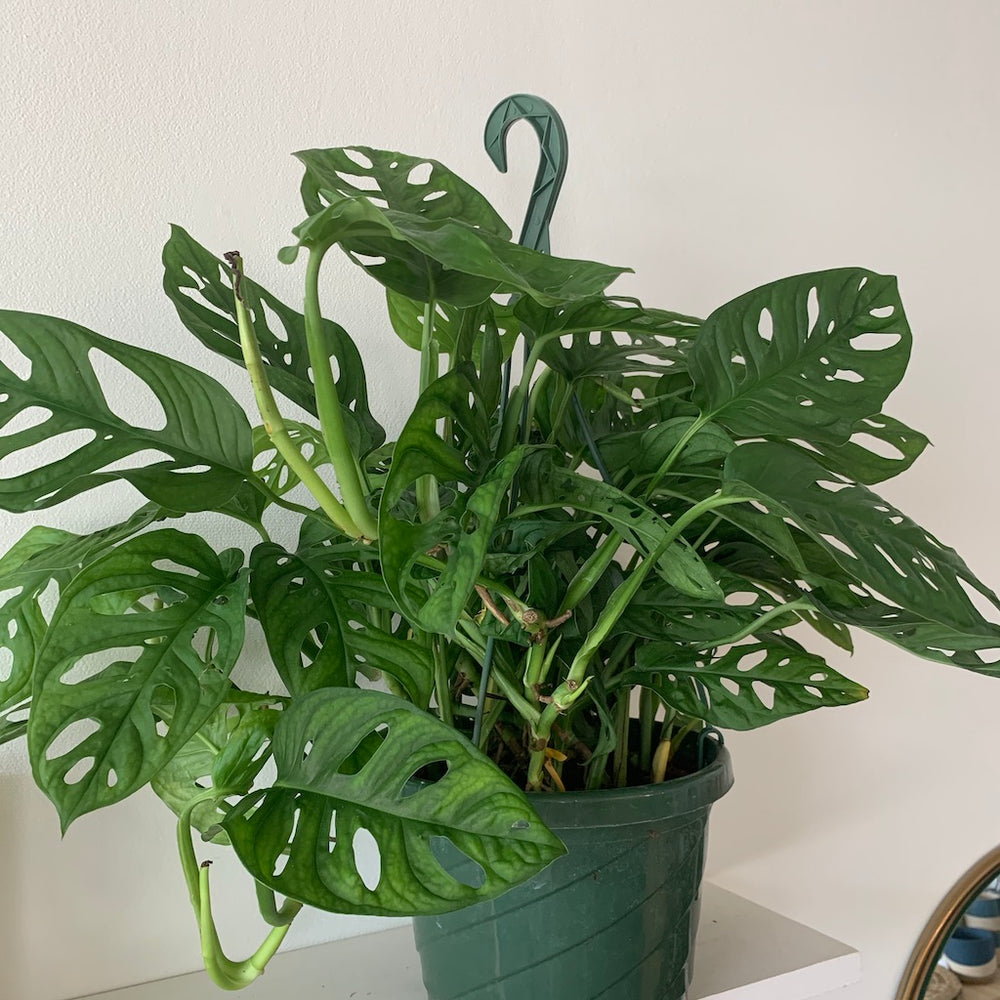 6" Monstera Adansonii