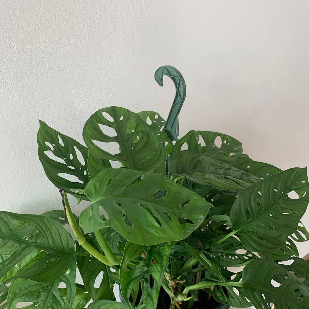 6" Monstera Adansonii