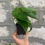 3.5" Philodendron Cordatum