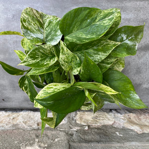 
            
                Load image into Gallery viewer, 6&amp;quot; Marble Queen Pothos
            
        
