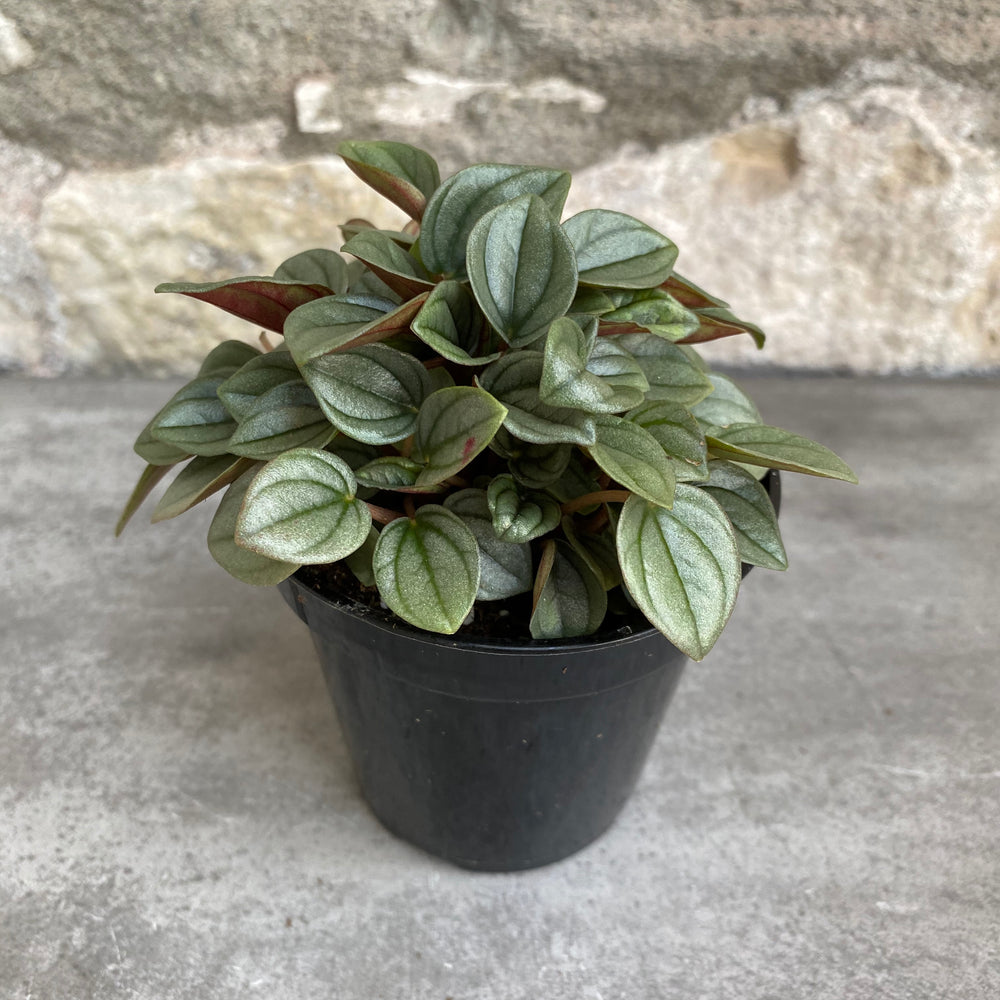 
            
                Load image into Gallery viewer, 3.5&amp;quot; Peperomia Napoli Night
            
        
