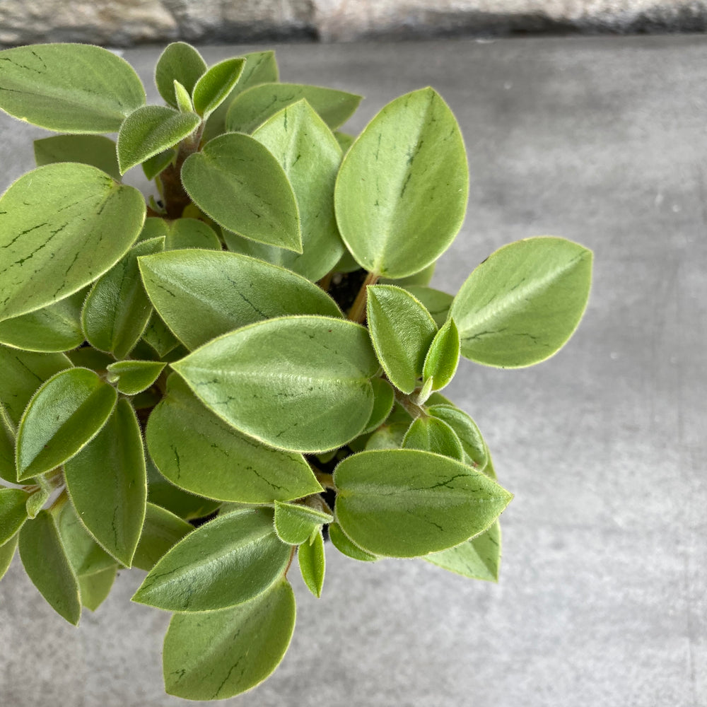 
            
                Load image into Gallery viewer, 3.5&amp;quot; Peperomia Pixie
            
        