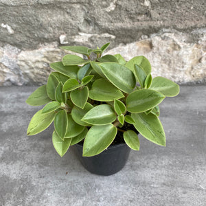 
            
                Load image into Gallery viewer, 3.5&amp;quot; Peperomia Pixie
            
        