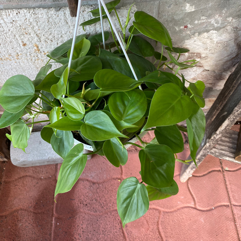 6” Heart Leaf Philodendron