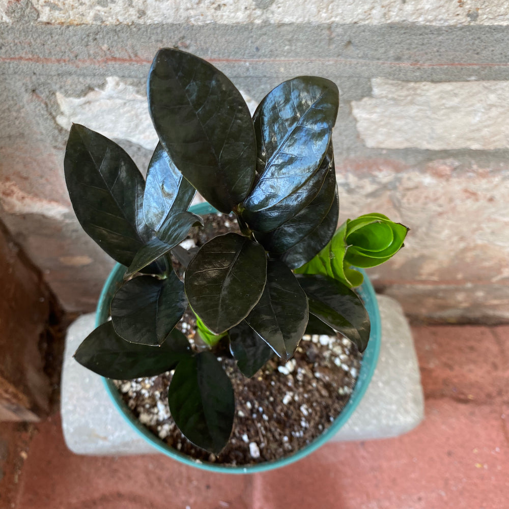 midnight zz plant 6" ZZ Midnight Plant – Sunday Blooms