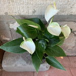 6” White Anthurium