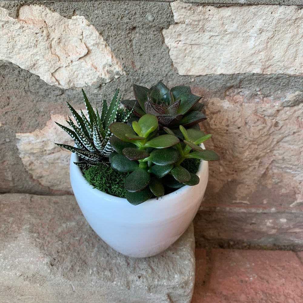 
            
                Load image into Gallery viewer, Small Succulent Planter
            
        