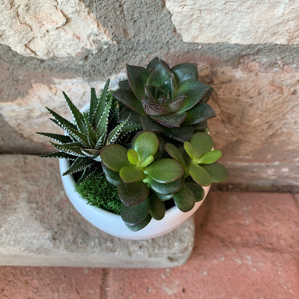 
            
                Load image into Gallery viewer, Small Succulent Planter
            
        