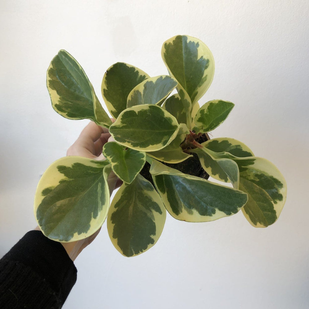 
            
                Load image into Gallery viewer, 4&amp;quot; Assorted Peperomia
            
        