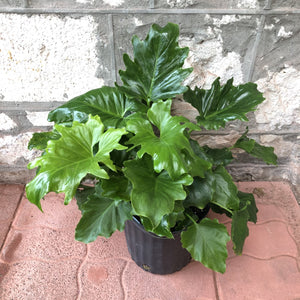 
            
                Load image into Gallery viewer, 8&amp;quot; Philodendron Selloum
            
        
