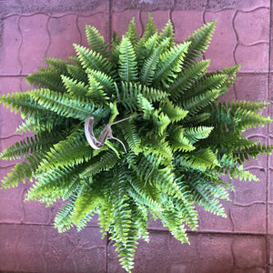 
            
                Load image into Gallery viewer, 11&amp;quot; Boston Fern Hanging Basket
            
        