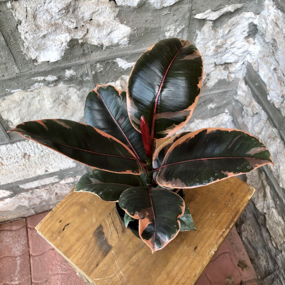 6" Ruby Rubber Plant
