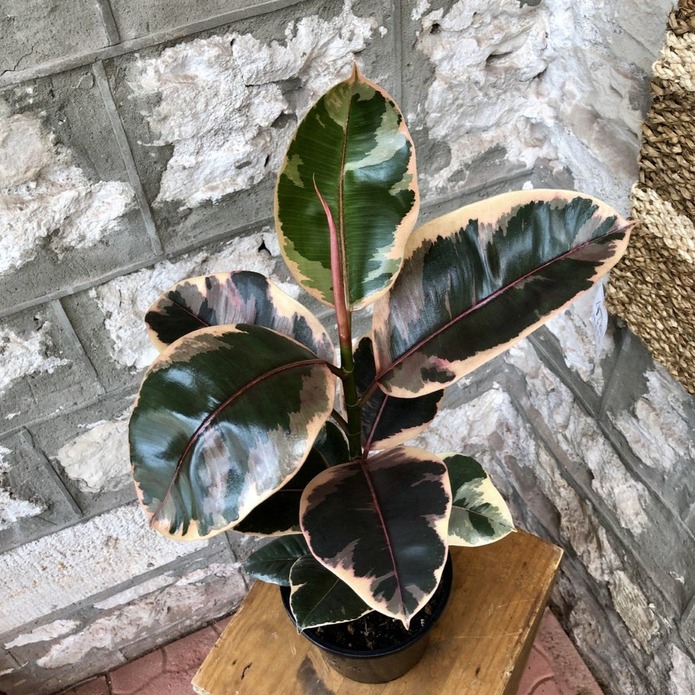 7" Ruby Rubber Plant