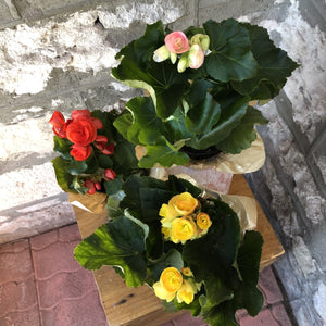 
            
                Load image into Gallery viewer, 4&amp;quot; Begonia | Assorted Colours
            
        