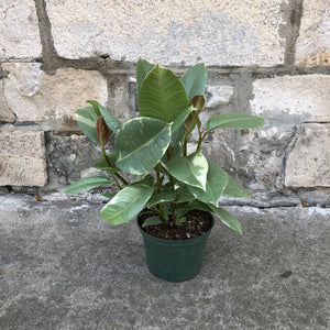 6” Rubber Plant - Ficus Elastica "Tineke"